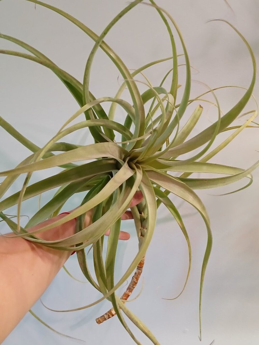 Huge Airplant